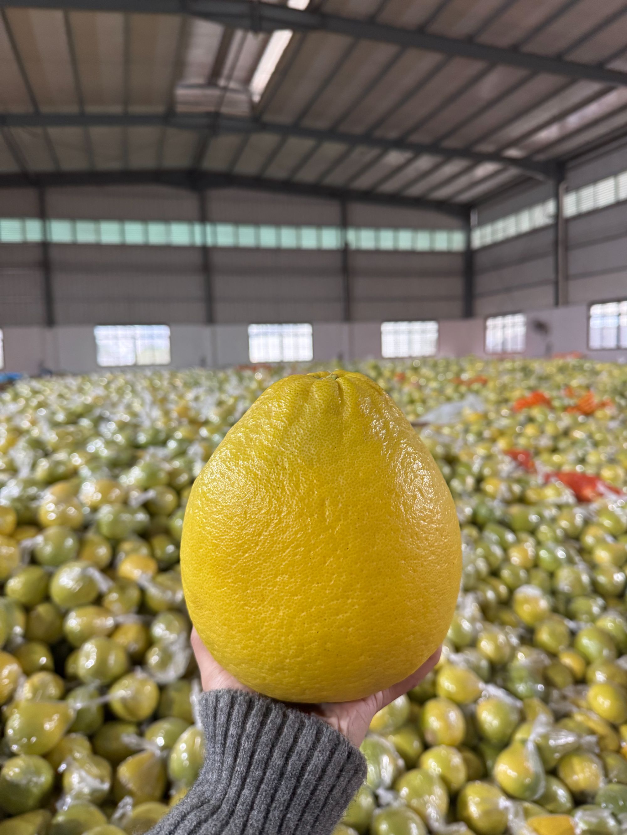 【精品果】40斤~50斤正宗广东梅州沙田柚纯甜无酸清甜脆口新鲜水果