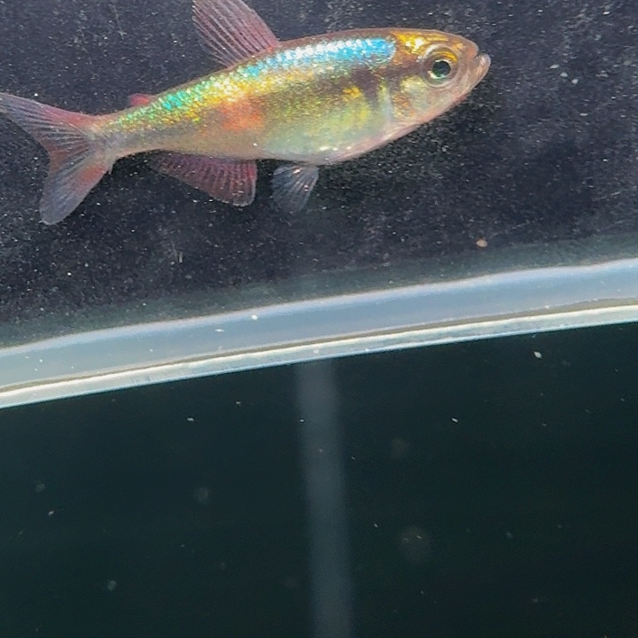 灯科鱼左下缸21号碎金缎带3厘米一条