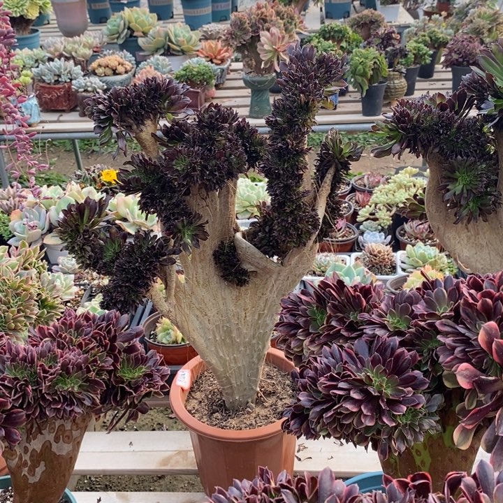 钻石黑不带花盆脱土裸根发货