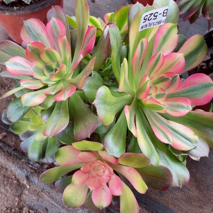 525雅多肉12345678