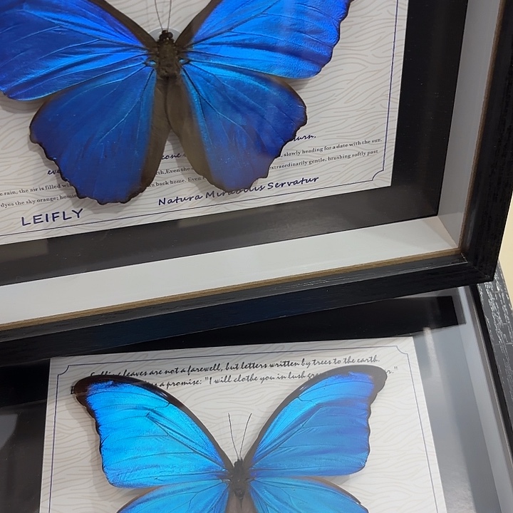 蝴蝶标本定制版116
