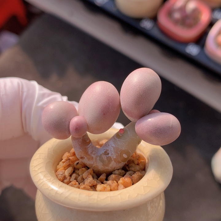 031 库福奶酪 双头 粗桩