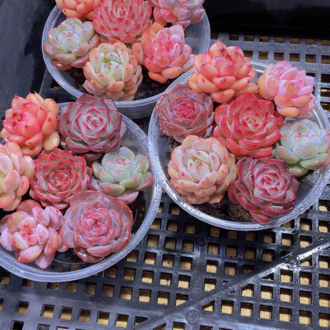 1104号 全状态精品组合7个