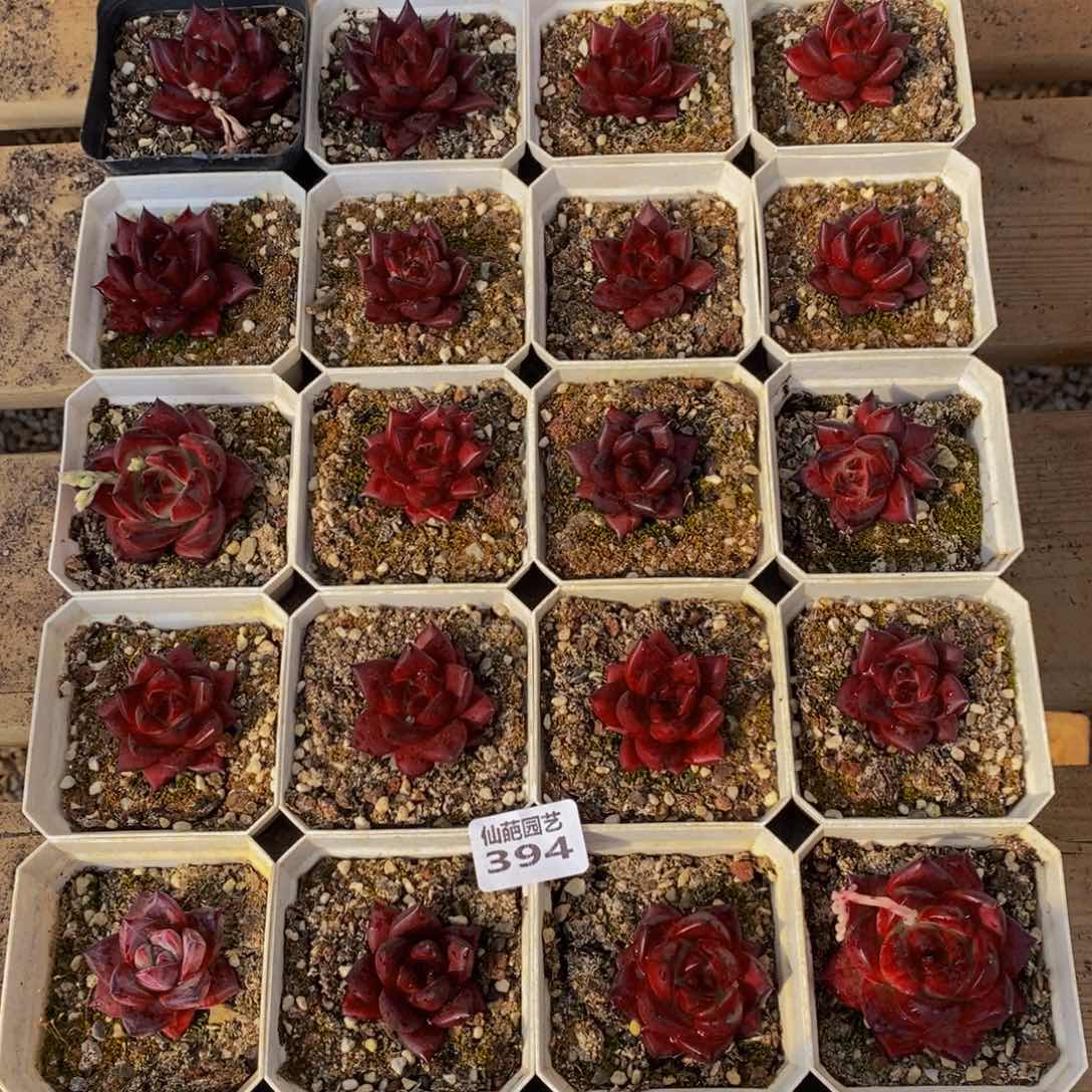 394多肉植物保护研究所所长