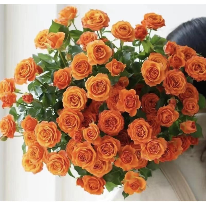 【橙色芭比】 多头玫瑰   真花 鲜切花  一单中通，两单顺丰发货