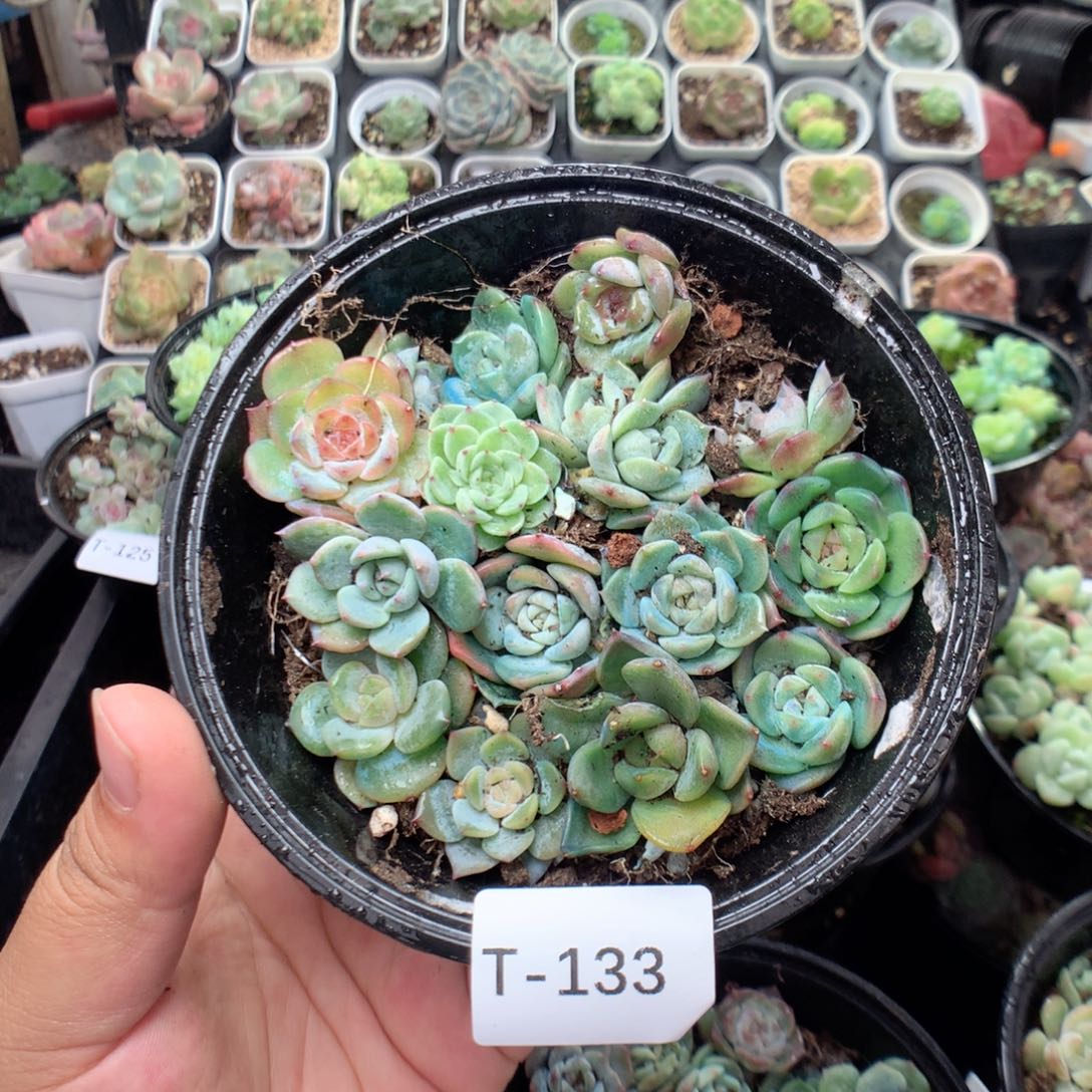 无花朵T133英语英语