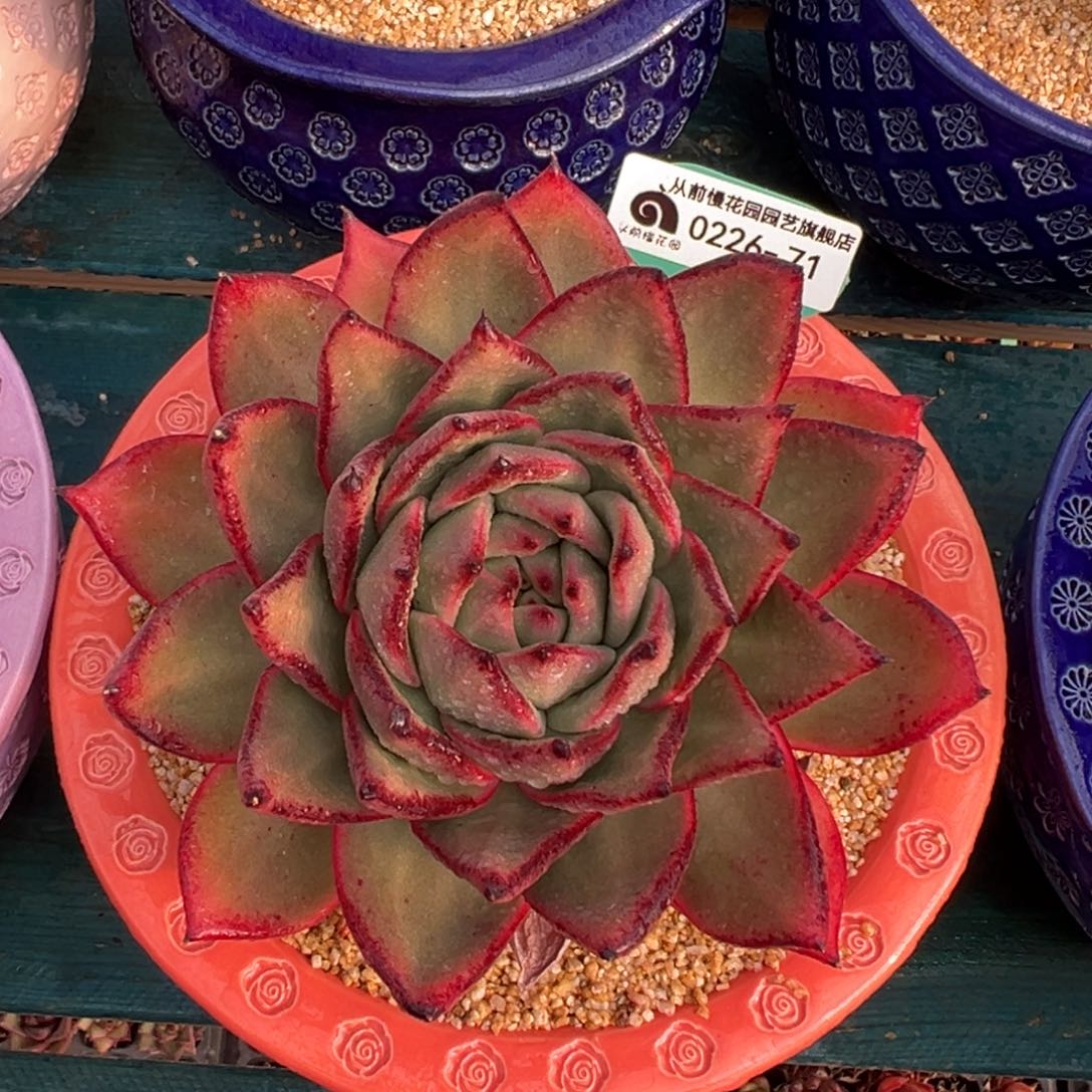 多肉一物一拍0226-71