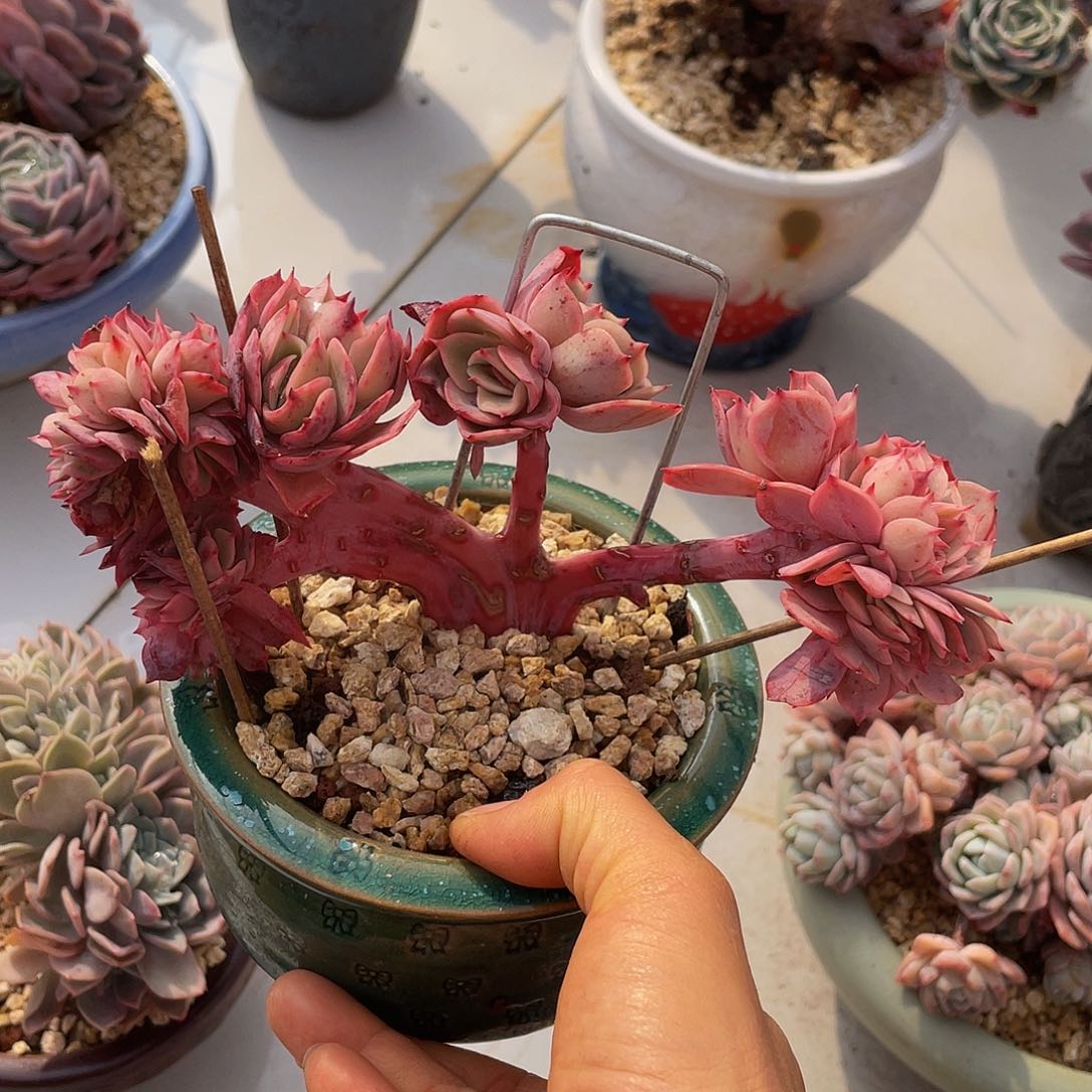 黄玫瑰缀多肉多肉多肉