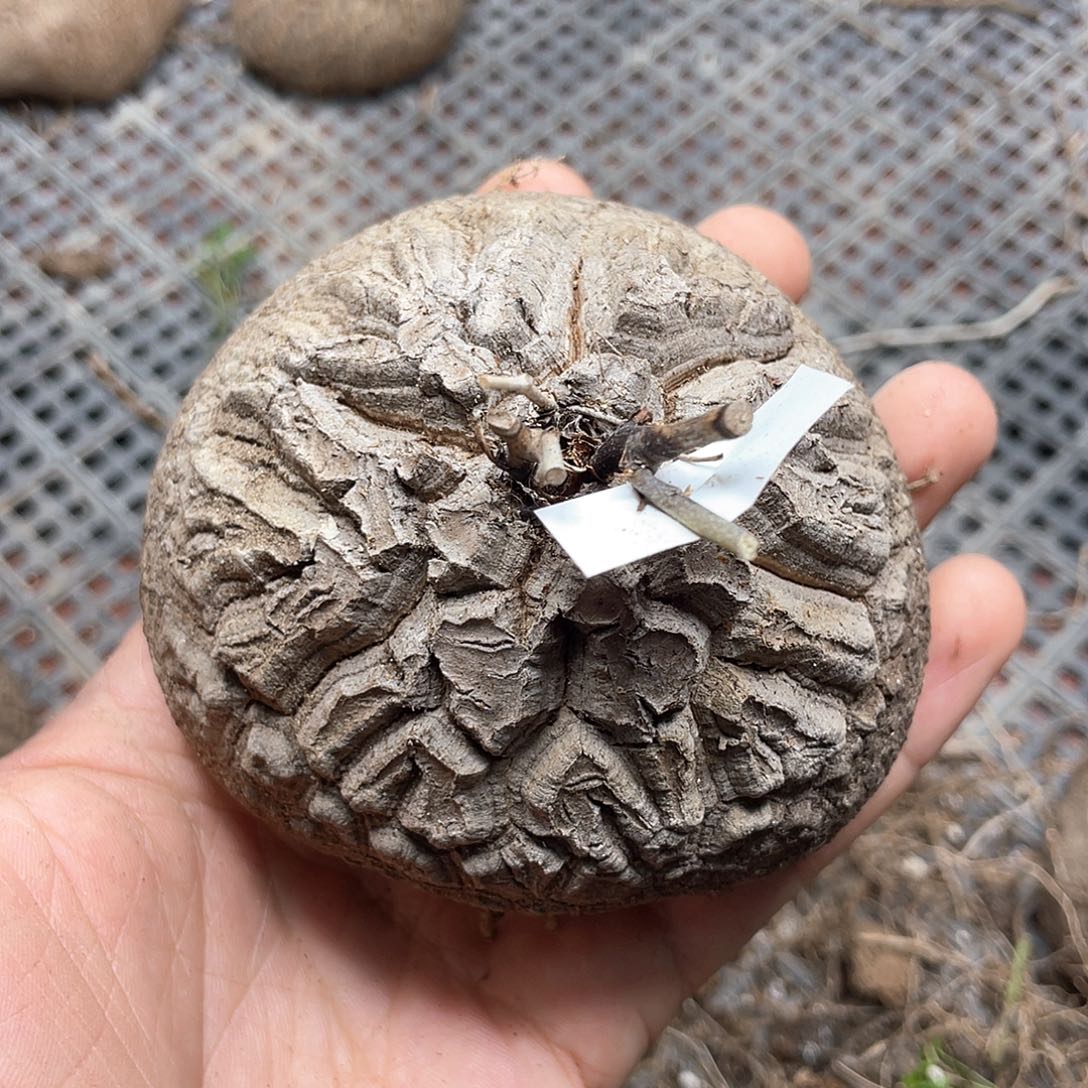 龟甲龙一物一拍2206号9cm