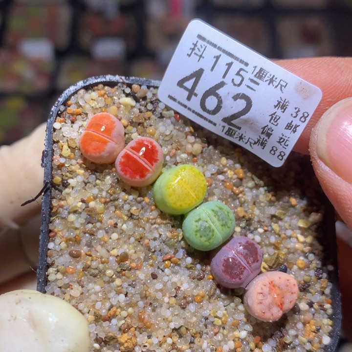 精品生石花115.462