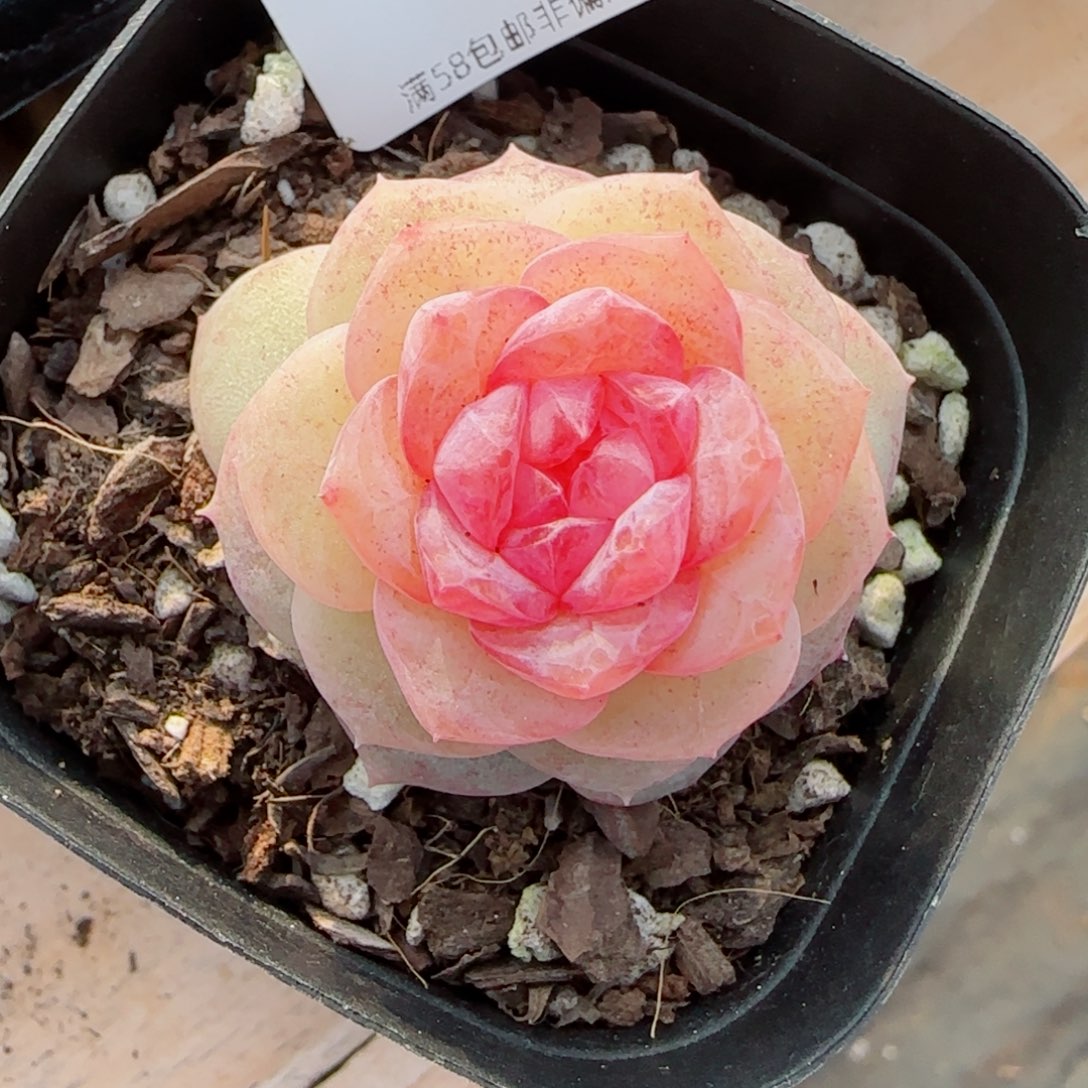 棉花糖，2463多肉植物