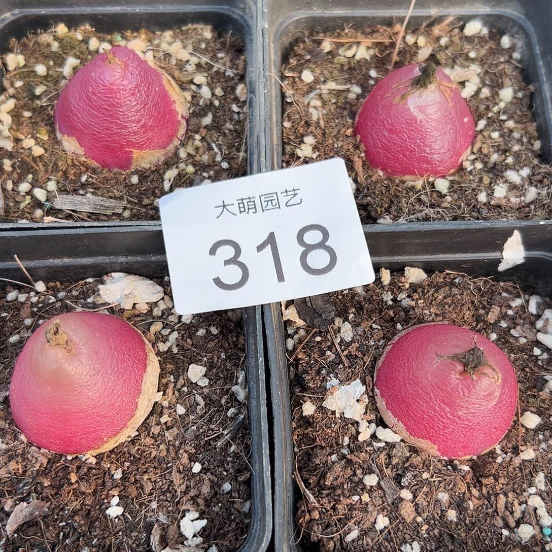 量拍一下1颗母本灯泡带盆土发。 318