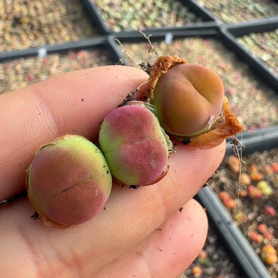 922水蜜桃1430.5三颗