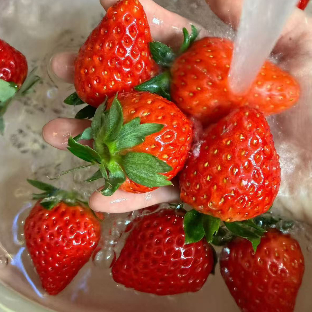 丹东九九草莓11粒中大果
