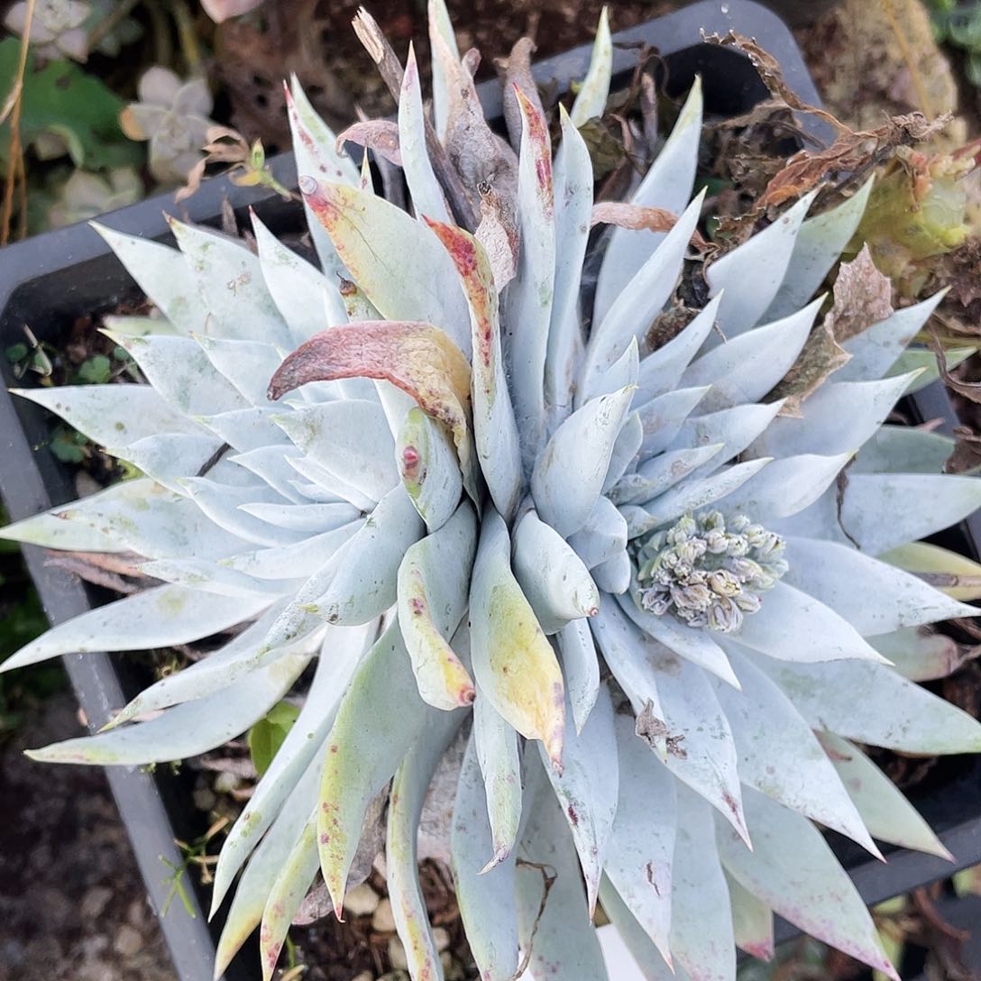 刘丹雪山老桩0455