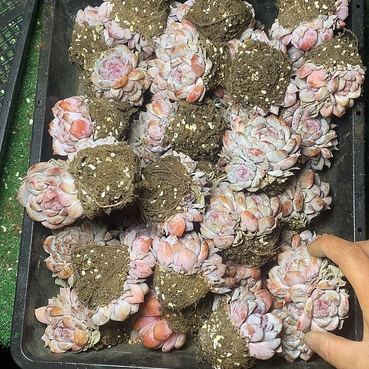 菜*。57//////////////