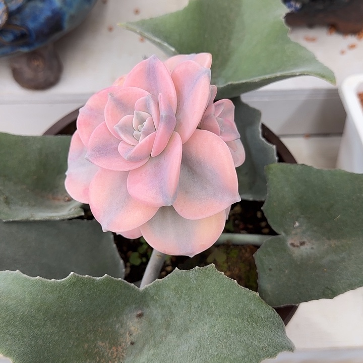 不开花植物紫乐嫁接38包邮多肉