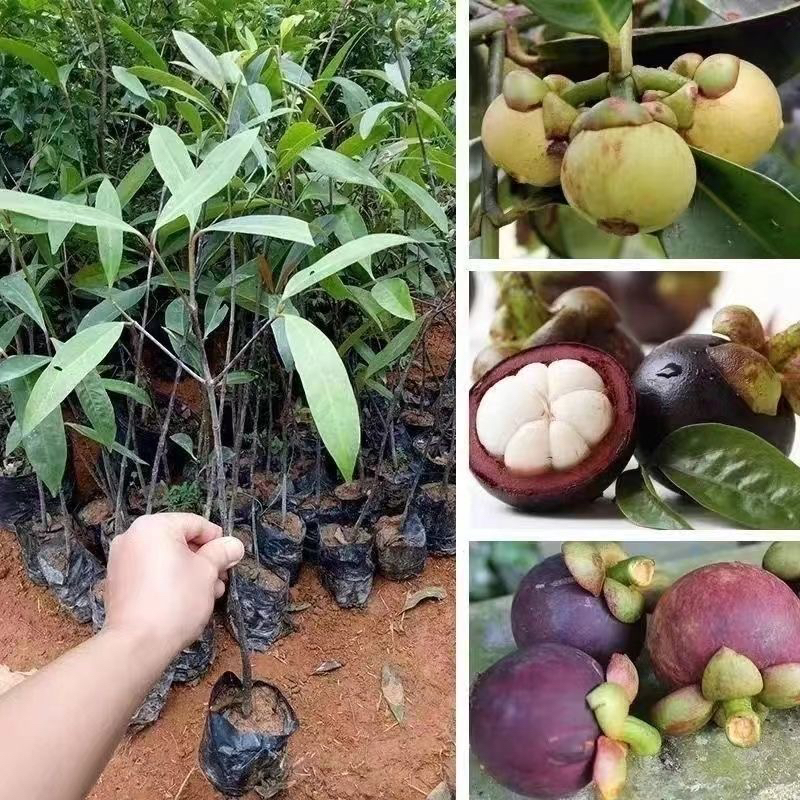 泰国山竹苗果树苗南北方种植地栽盆栽当年结果