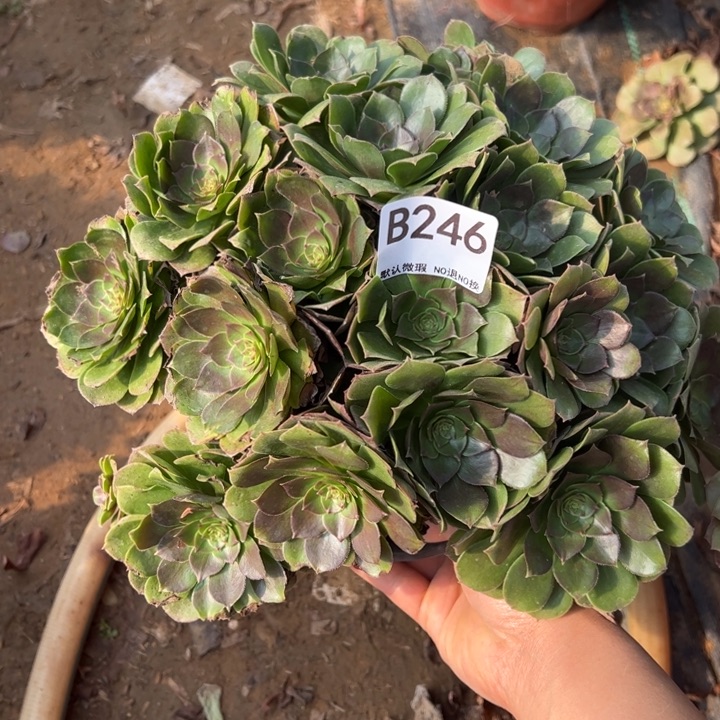 万圣节多肉植物246.
