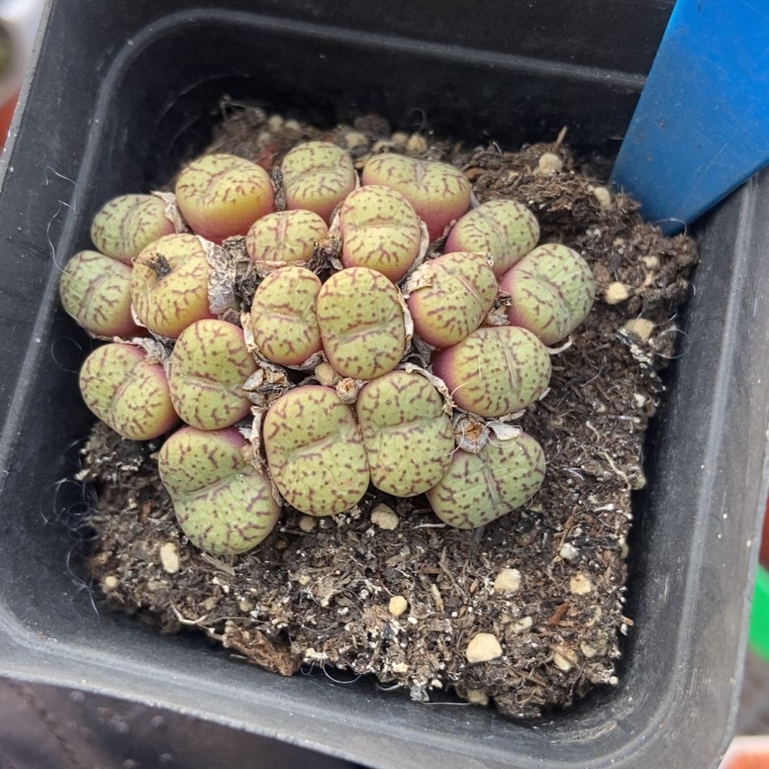 6148安贞多肉植物