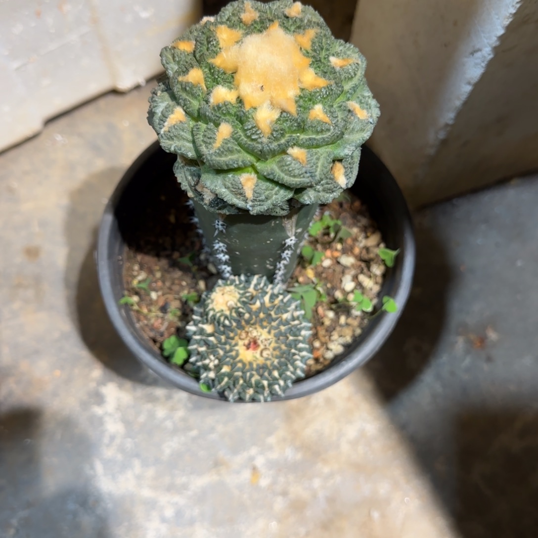 ****乃嫁接落地牡丹特价两颗