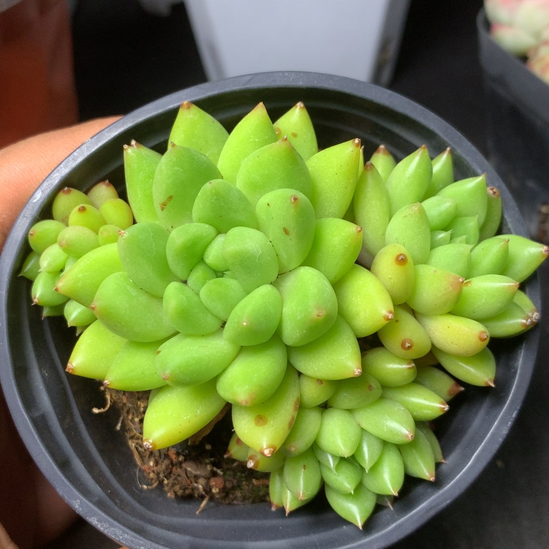 92 精品多肉一物一拍