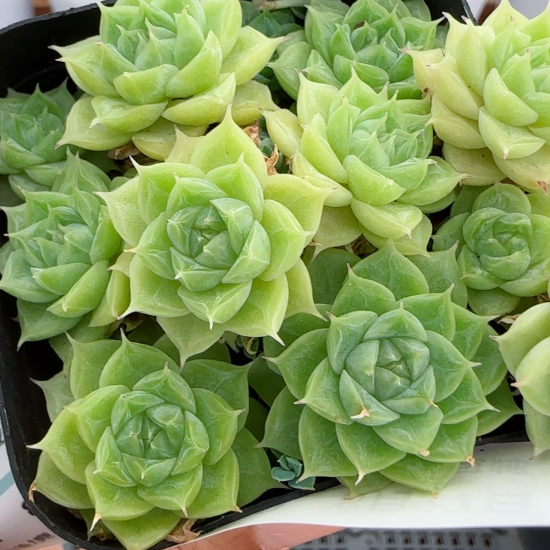 花语逸镜0827-102散