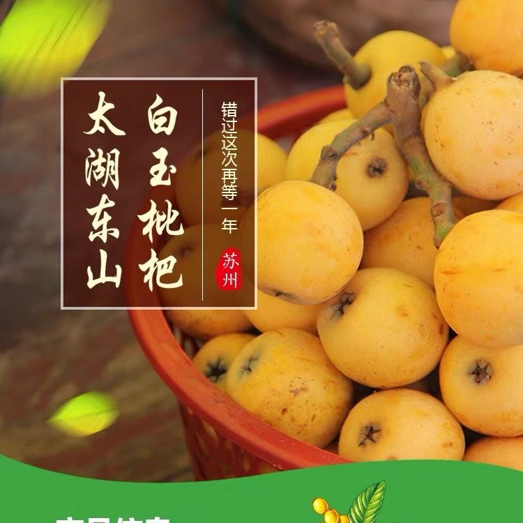 苏州【白玉枇杷】正宗20年老果树当天现采56枚礼盒尝鲜中大果（单果20-28克）
