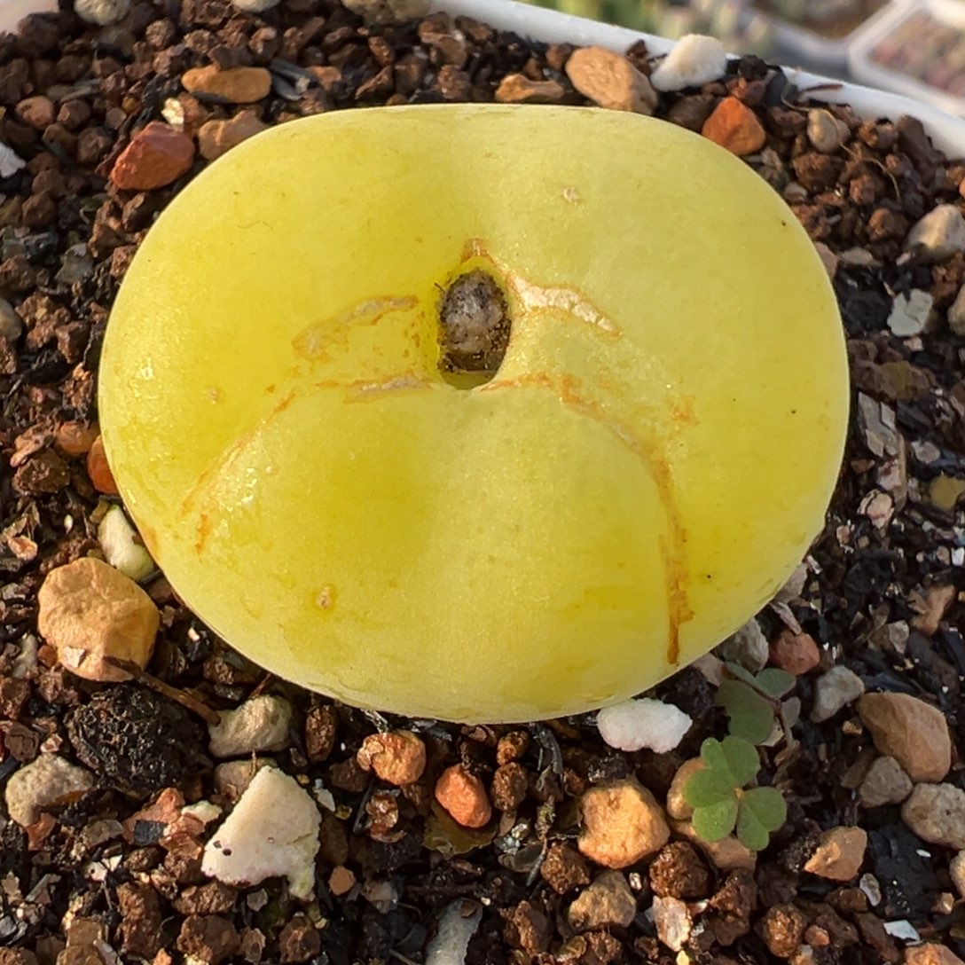 225多肉植物种类多样