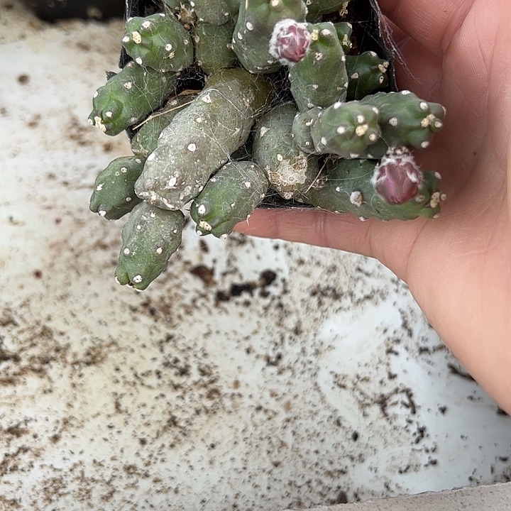 仙人球桃太郎群带花苞