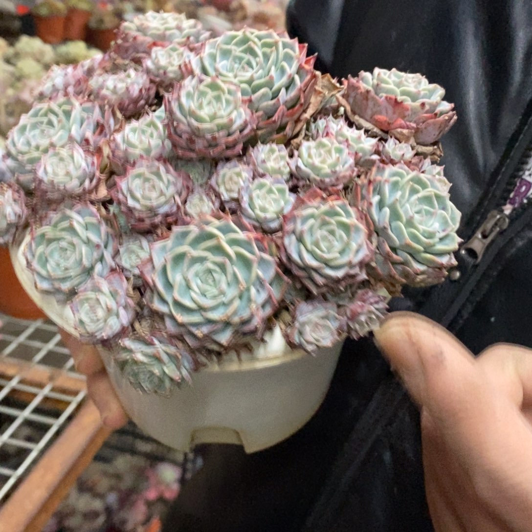 原始海滨格瑞整桩带盆土