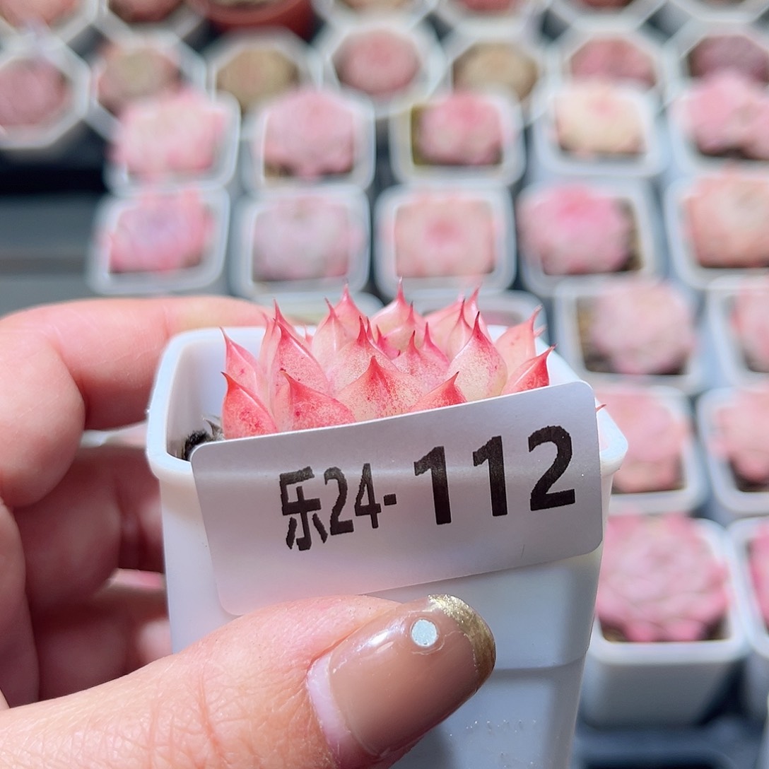 乐24-112 海王单头