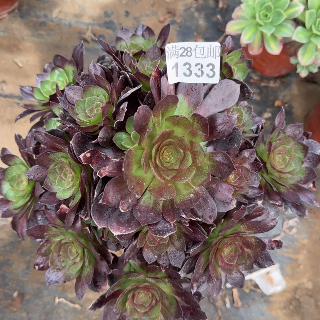 黑魔多肉1333满28包邮断枝