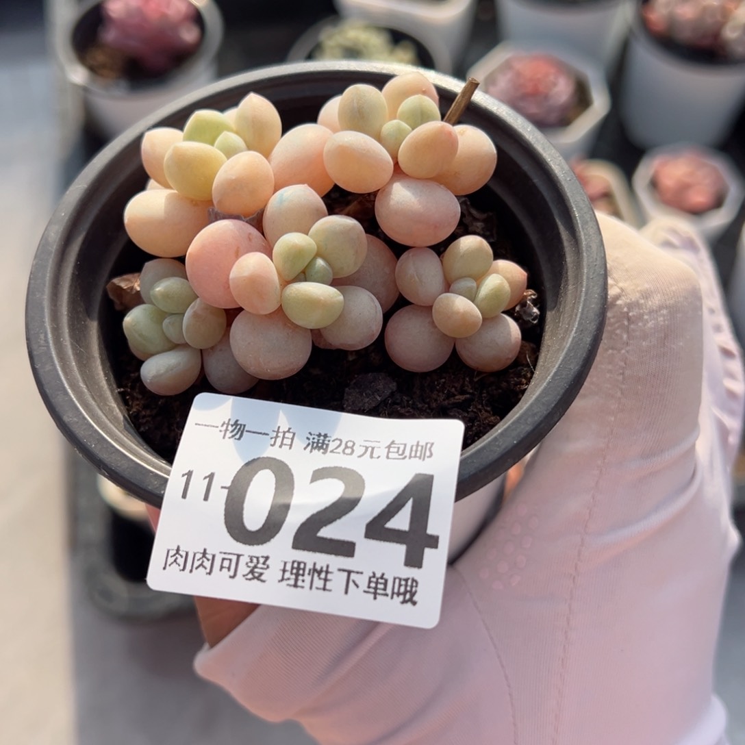 萤火虫奶多肉多多肉多肉