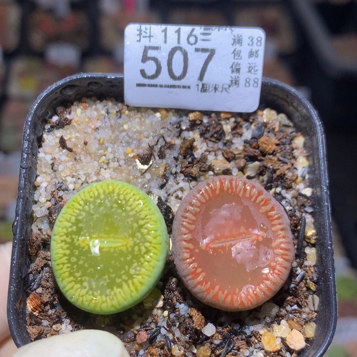 精品生石花116.507