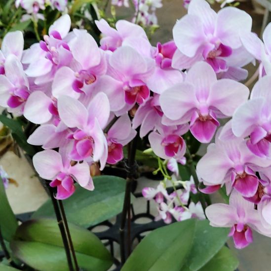 完全开放兰兰福利