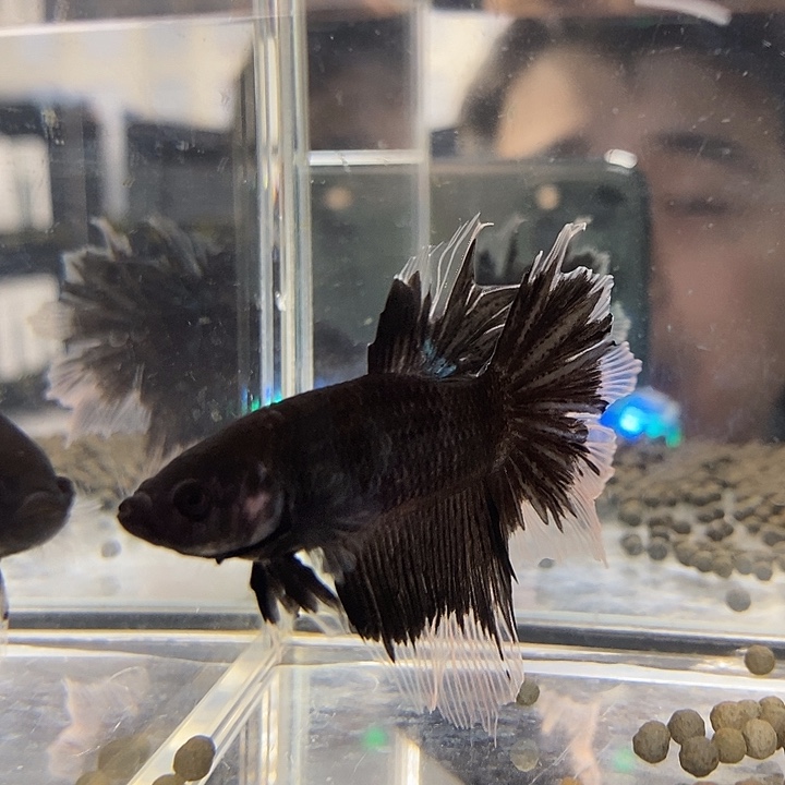 斗鱼黑148号巨斗半月