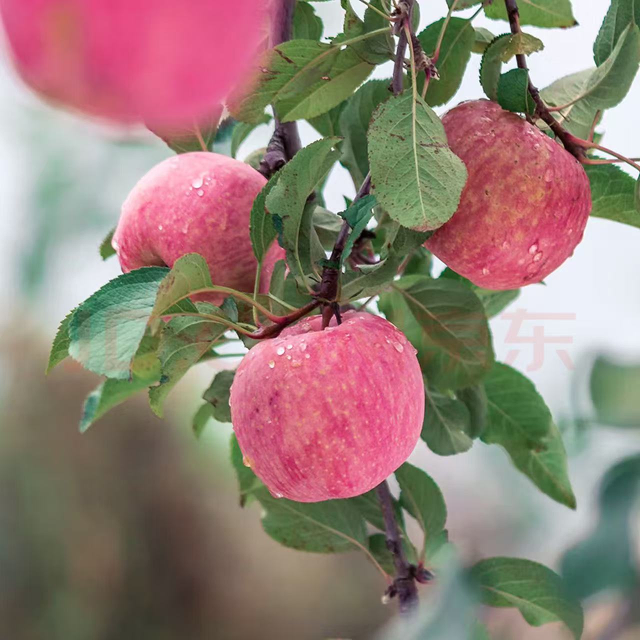 【家庭实惠装】2025陕西旬邑红富士苹果 家庭装24枚70mm果  