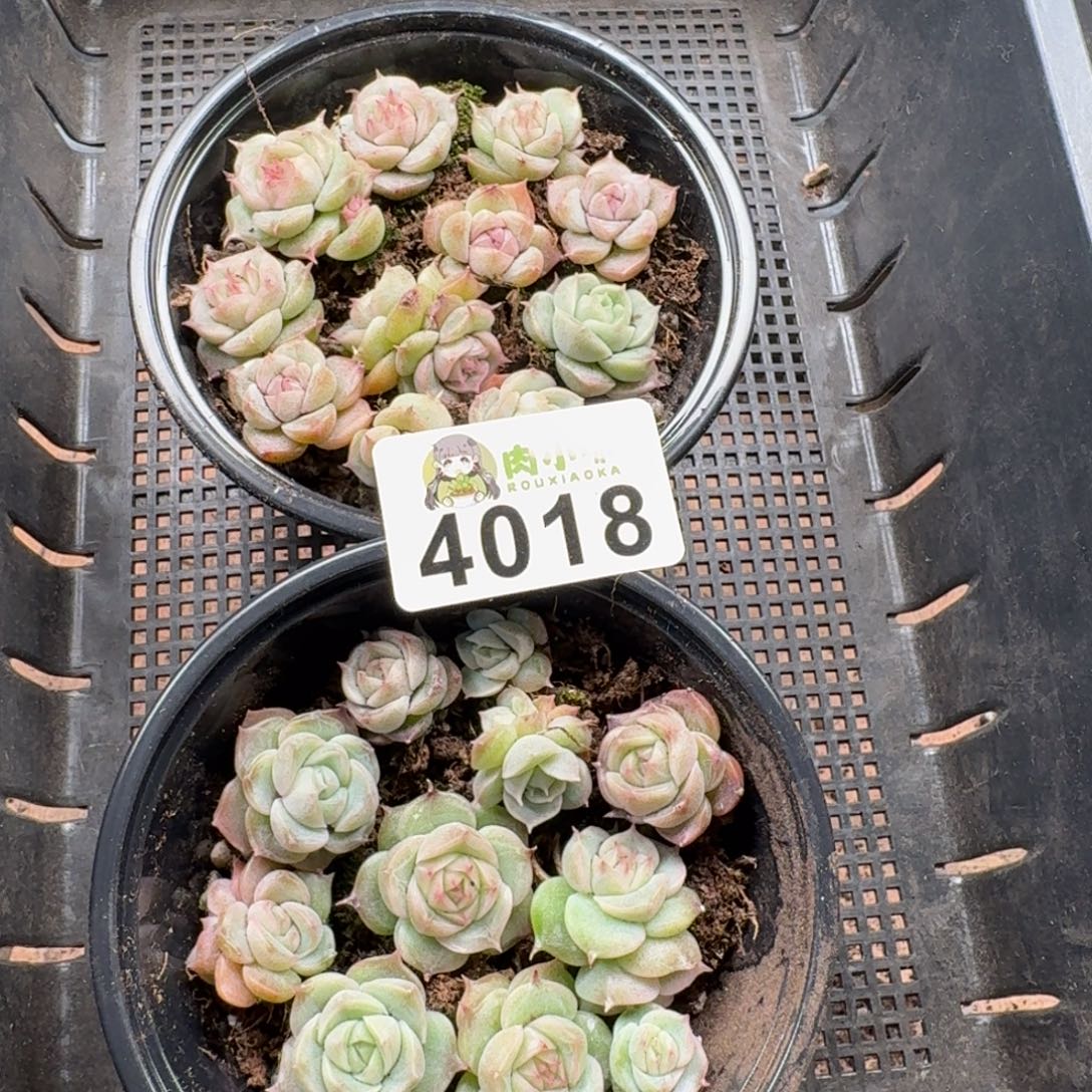 若***微多肉植物多肉植物