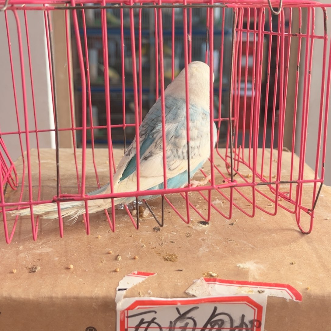 虎皮鹦鹉我的小姐姐