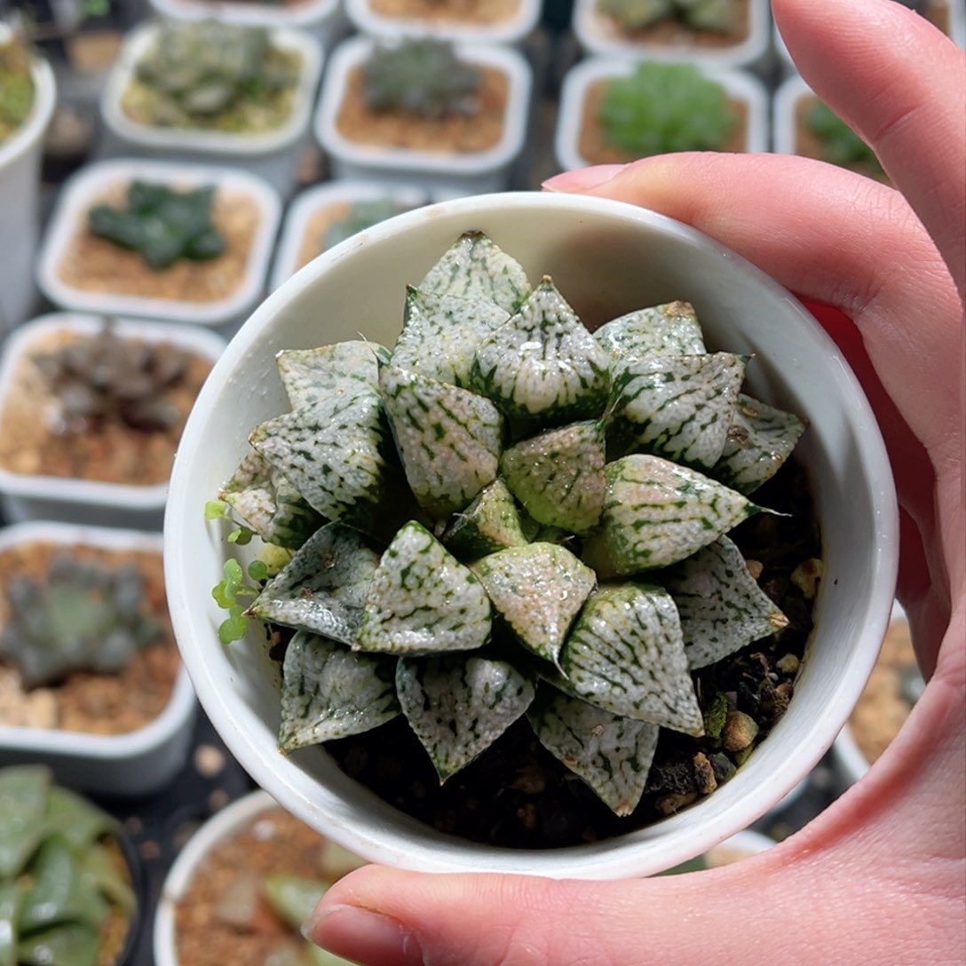 潘多拉魔盒玉露多肉