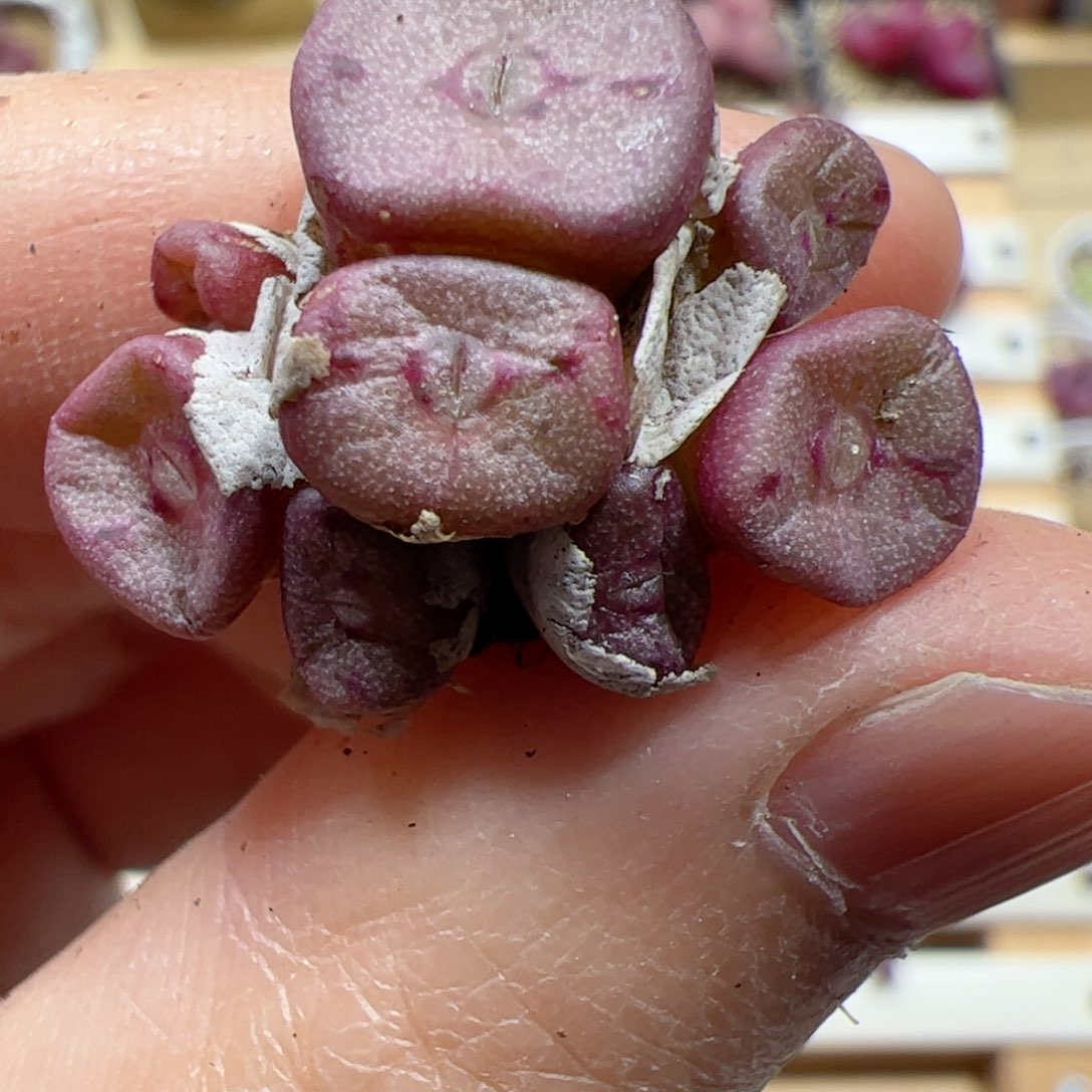 【闪购商品】301 方碗