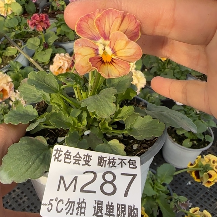不***。无花朵M287角堇小苗一物一拍默认苗晃