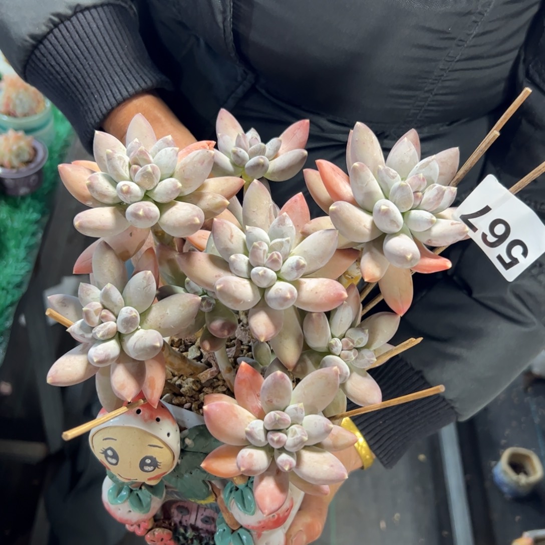 牛***牛567 多肉植物组合盆栽