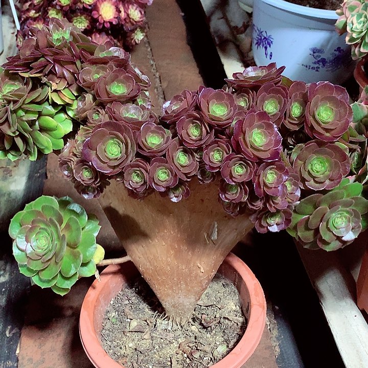 万圣节朵朵缀啊啊啊啊