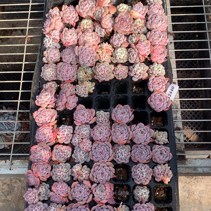 12440一筐嗯嗯嗯嗯嗯好