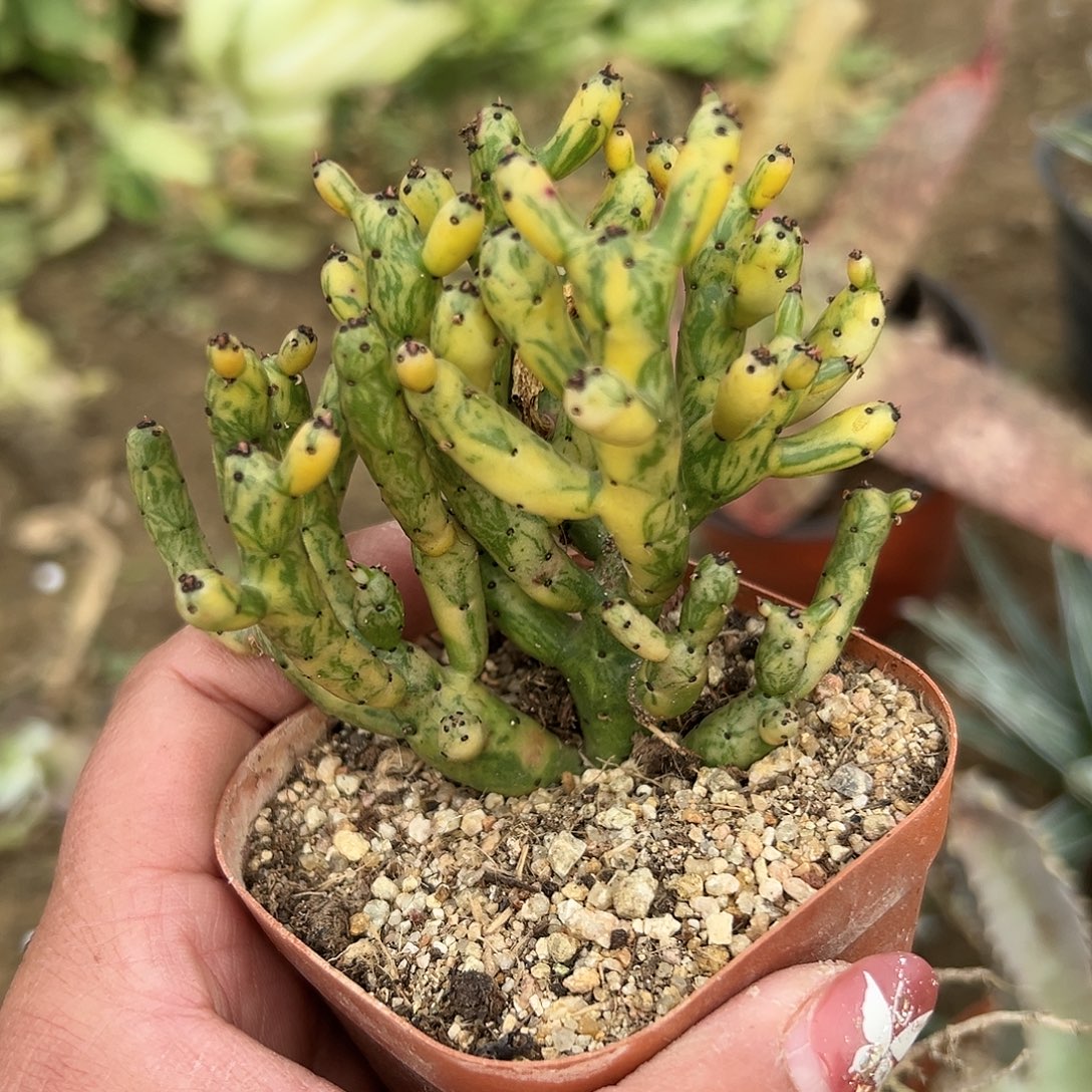 多肉植物多肉植物