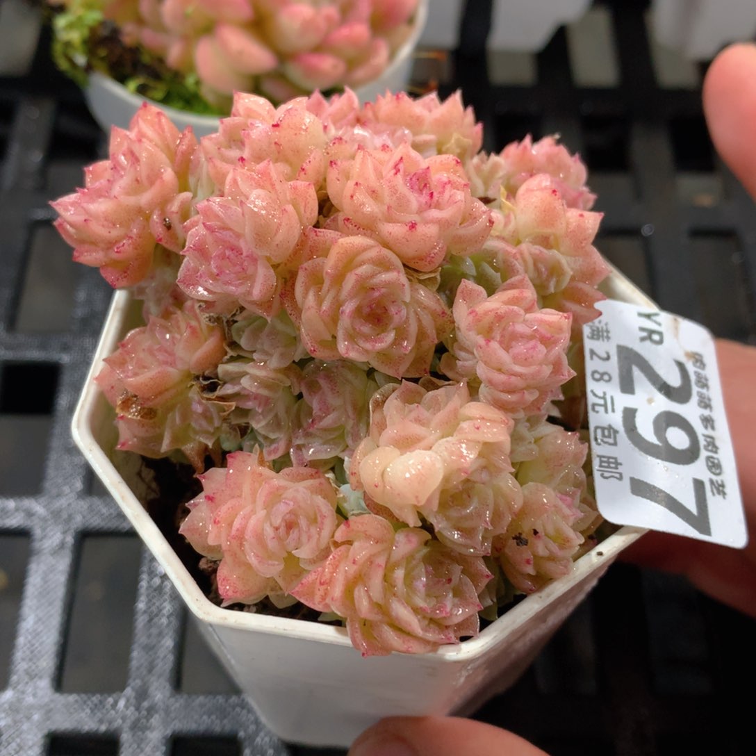 肉萌萌拇指盆精控多肉YR297