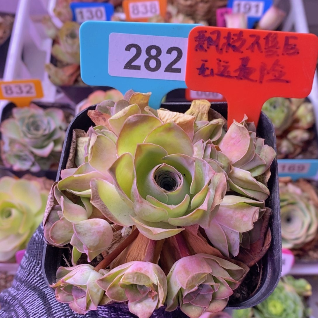 玫瑰群一物一拍282 裸根发