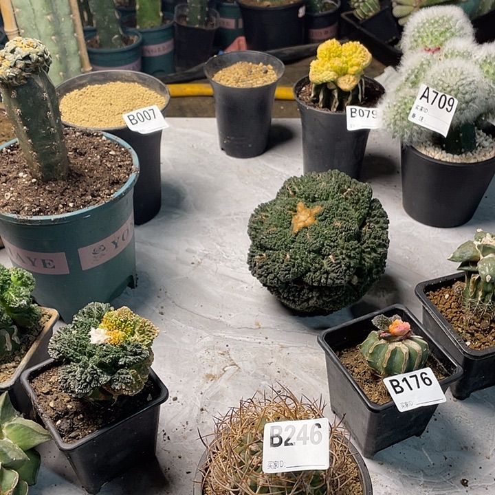 完全开放246五百津玉